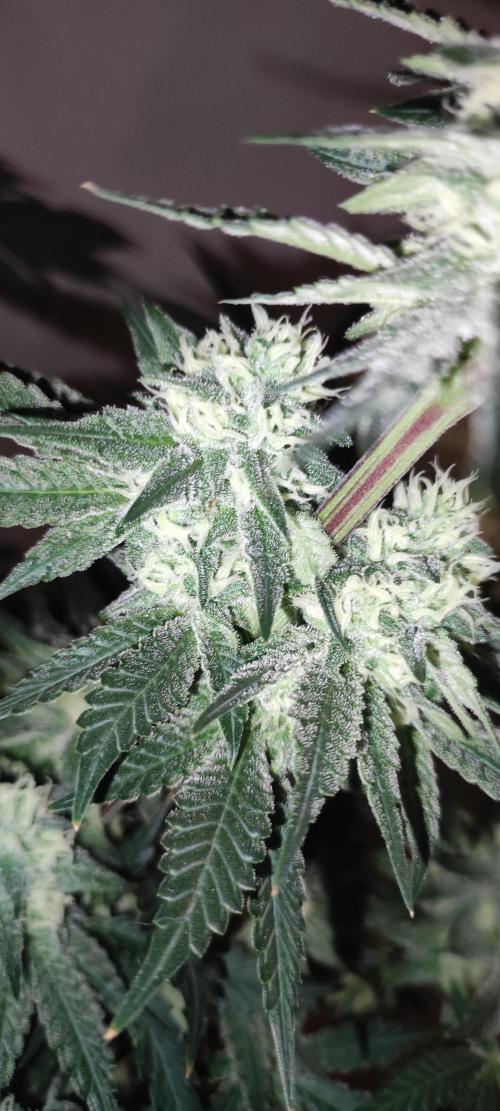 Godness Flower #2. Week 11