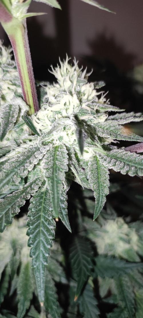 Godness Flower #2. Week 11