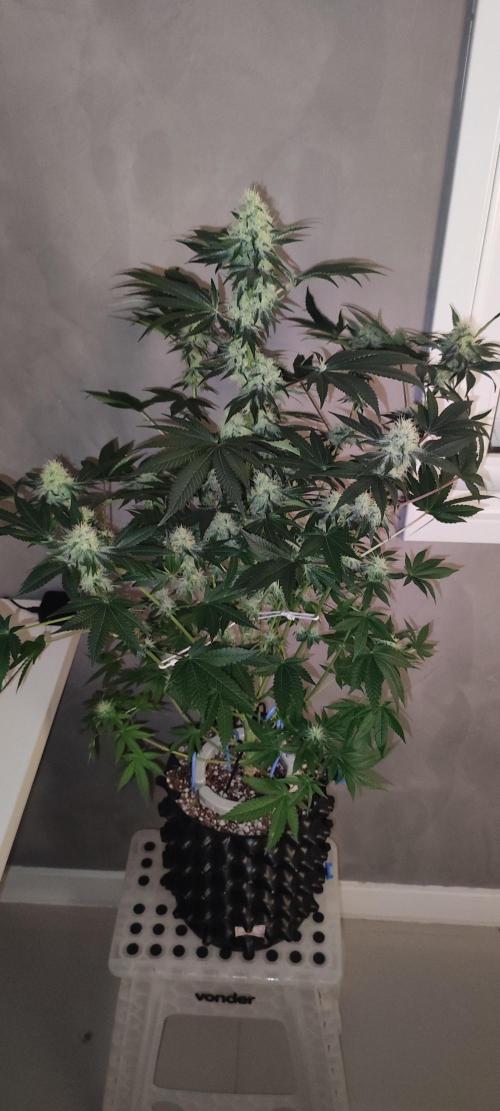 Colombian Gold. Week 11