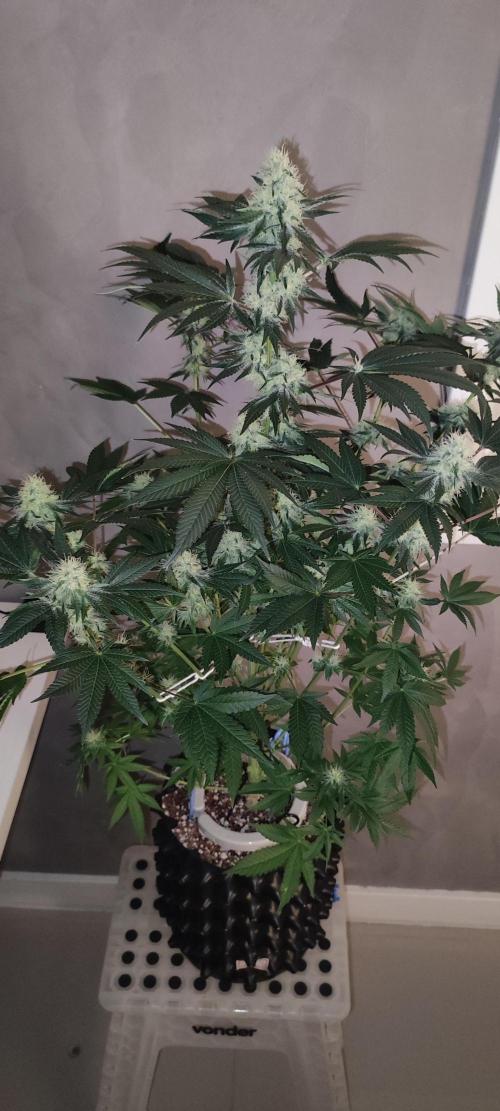 Colombian Gold. Week 11