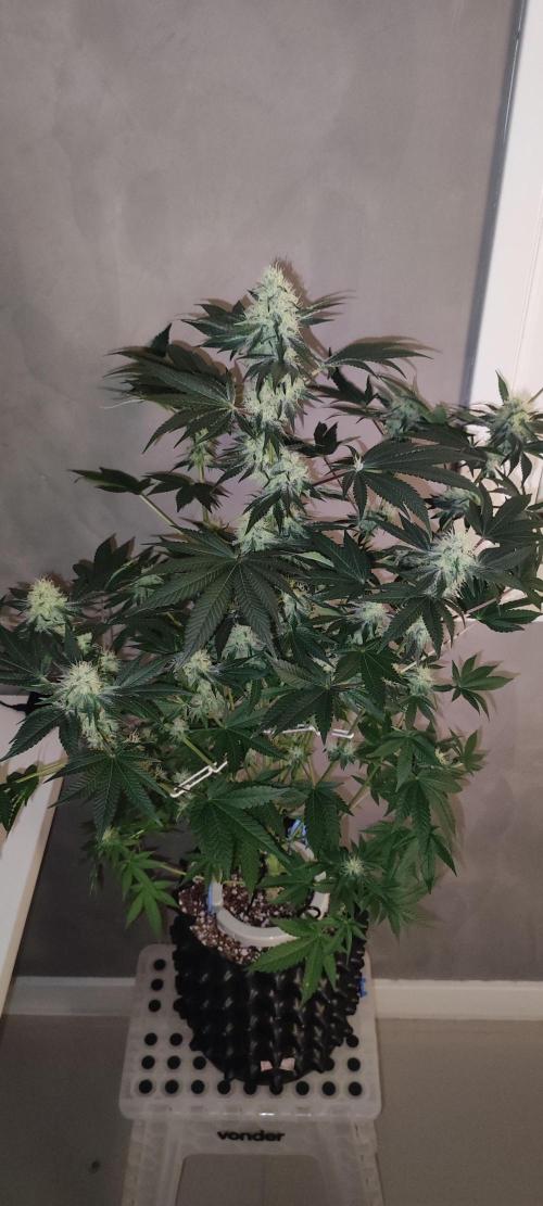 Colombian Gold. Week 11