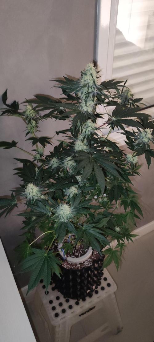 Colombian Gold. Week 11