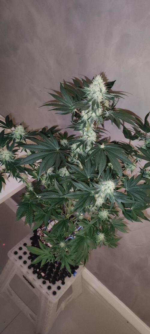 Colombian Gold. Week 11