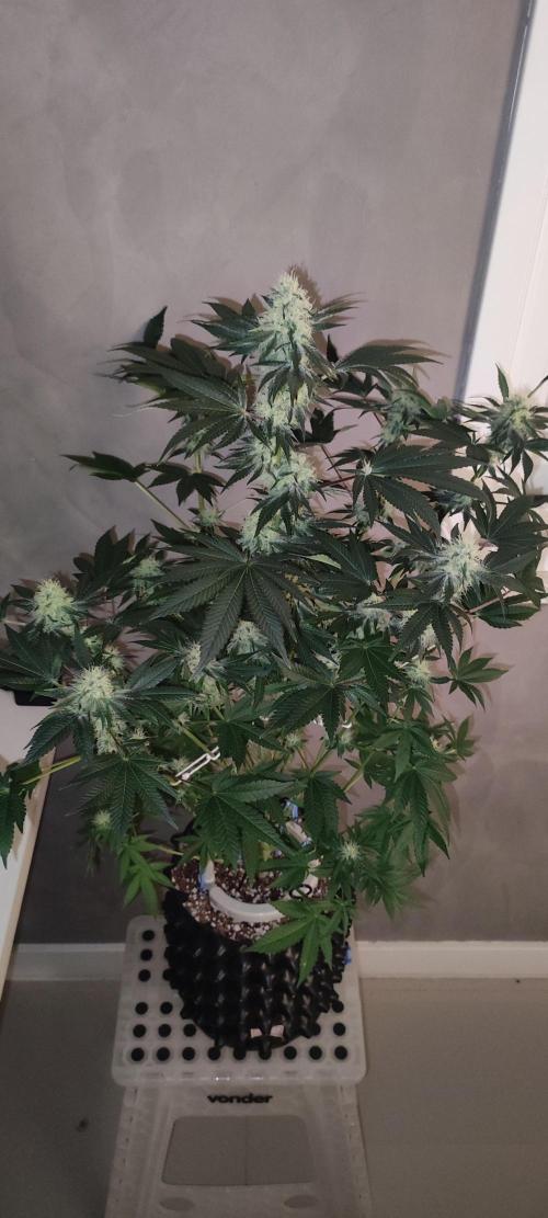 Colombian Gold. Week 11