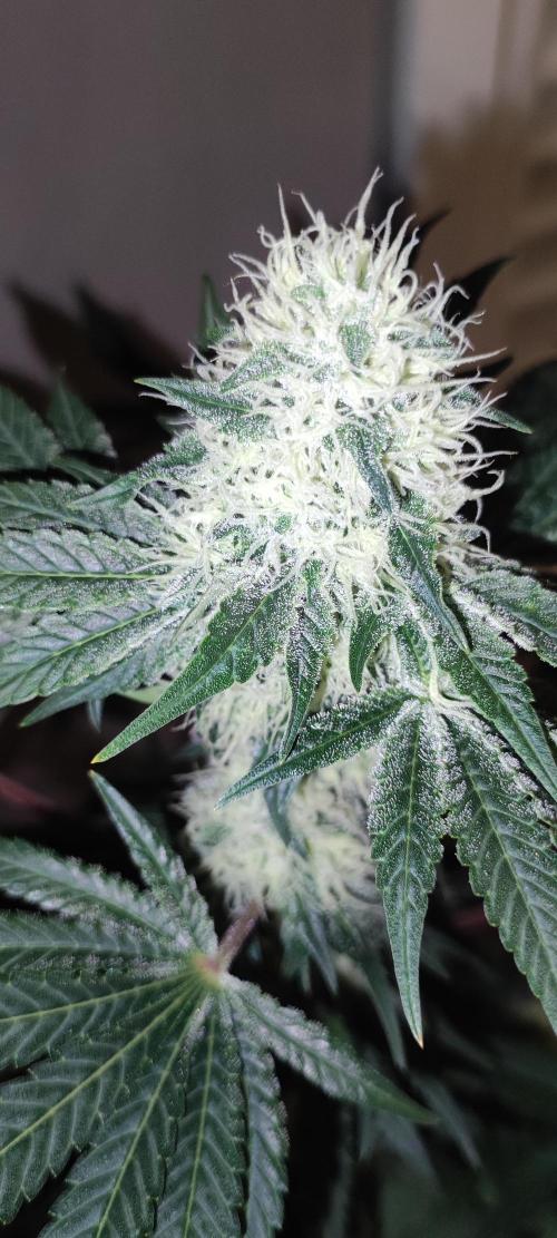 Colombian Gold. Week 11