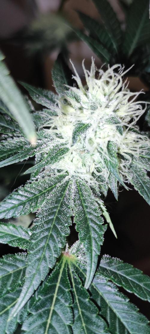 Colombian Gold. Week 11