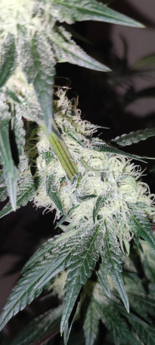 Colombian Gold. Week 11