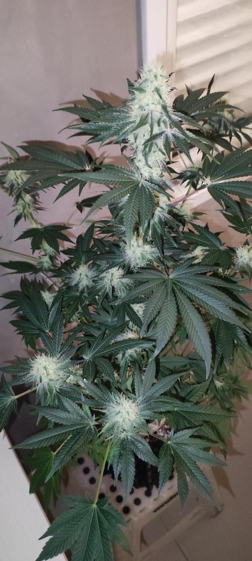 Colombian Gold. Week 11