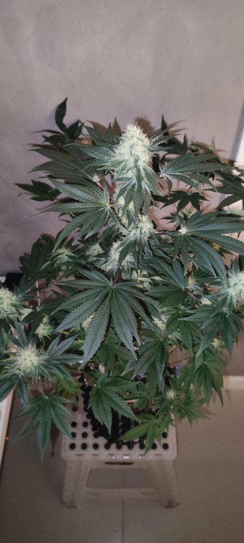 Colombian Gold. Week 11