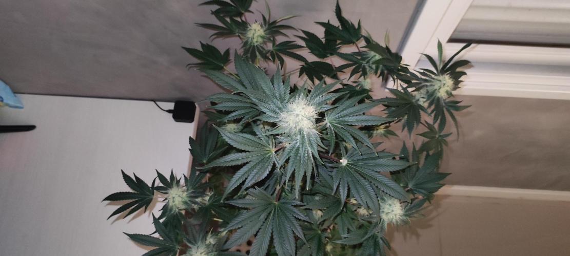 Colombian Gold. Week 11