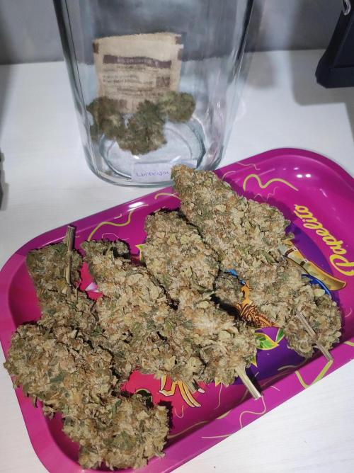 Lambeijax #Santa Maria. Week 13