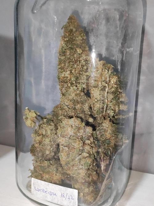 Lambeijax #Santa Maria. Week 13