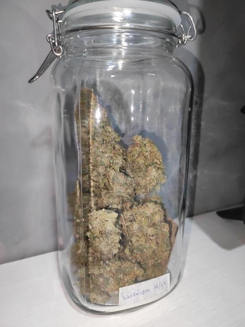 Lambeijax #Santa Maria. Week 13