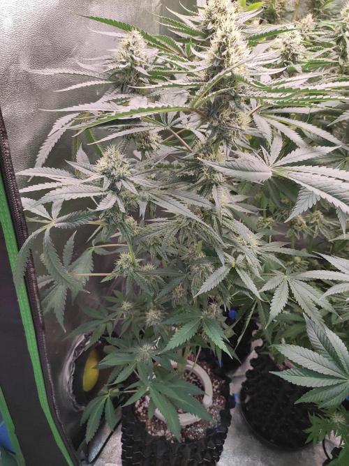 Godness Flower. Week 12