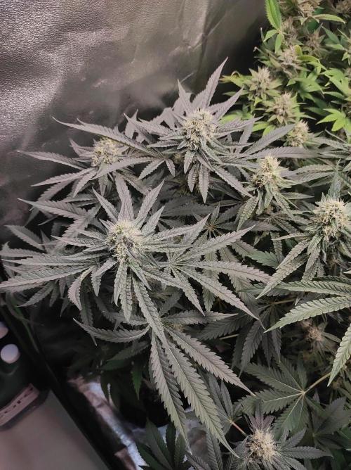 Godness Flower. Week 12