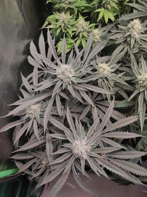 Godness Flower. Week 12