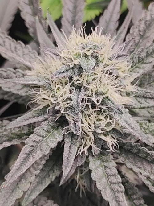 Godness Flower. Week 12