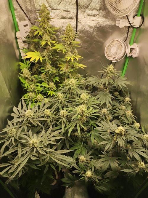 Godness Flower. Week 12