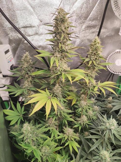 Lambeijax #2. Week 12