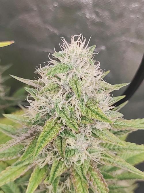 Lambeijax #2. Week 12