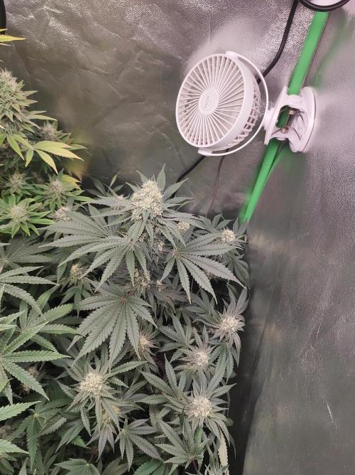 Godness Flower #2. Week 12