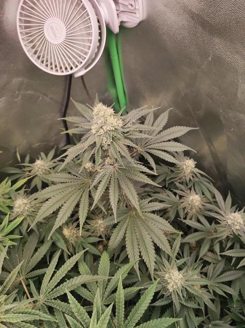 Godness Flower #2. Week 12