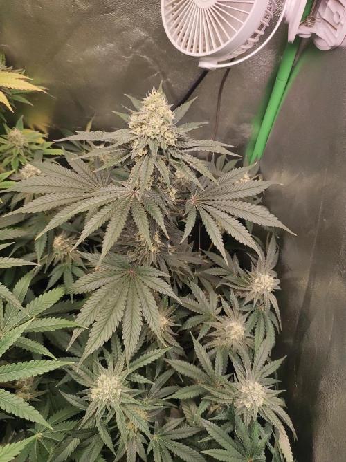 Godness Flower #2. Week 12