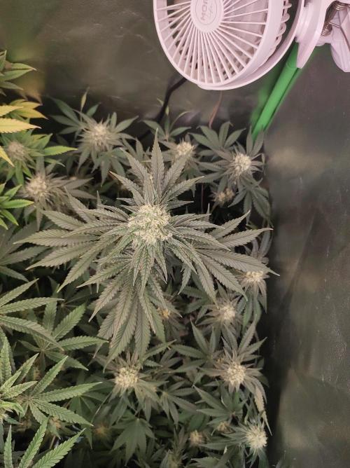 Godness Flower #2. Week 12