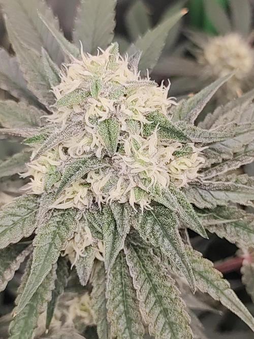 Godness Flower #2. Week 12