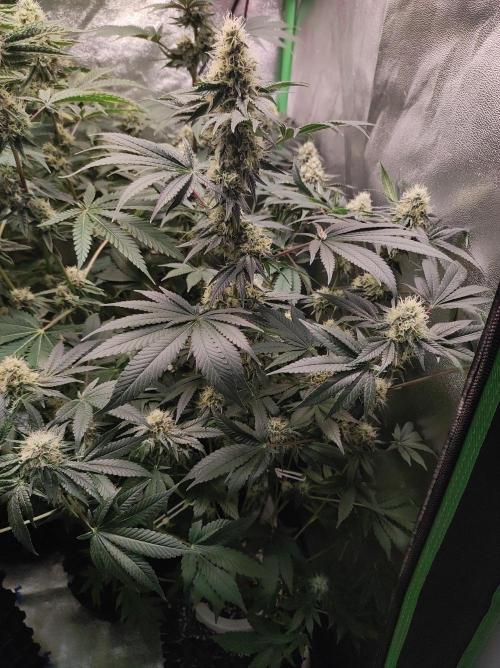 Colombian Gold. Week 12