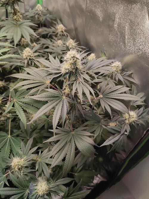 Colombian Gold. Week 12