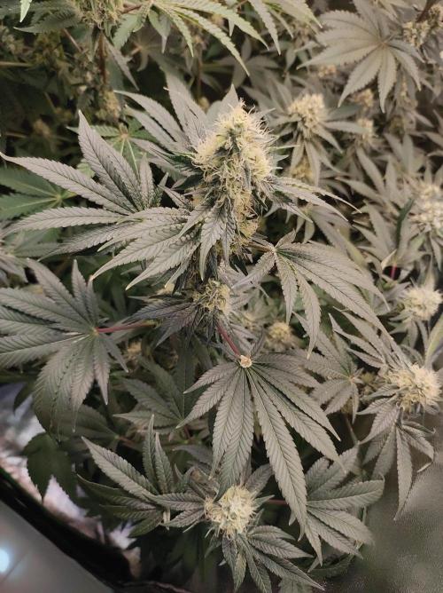 Colombian Gold. Week 12