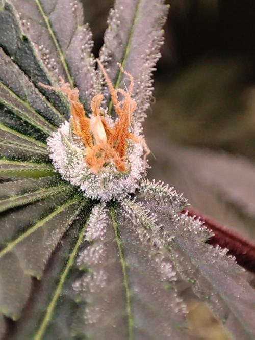 Colombian Gold. Week 12