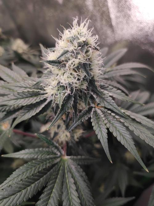 Colombian Gold. Week 12