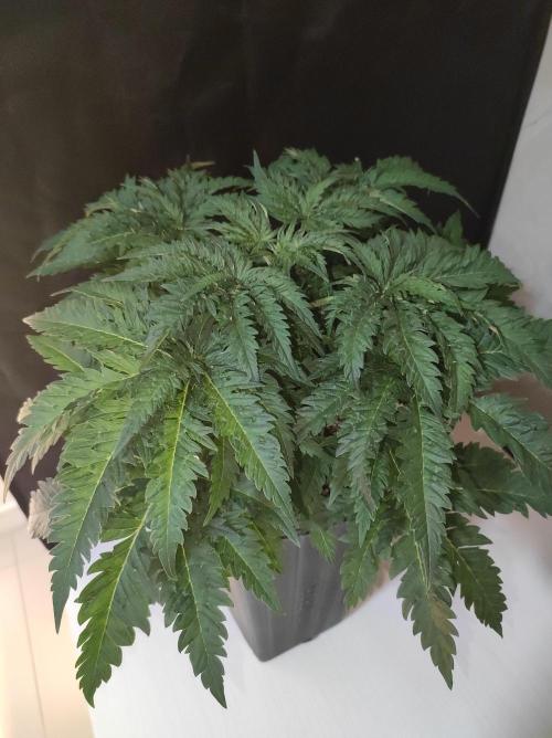 White Widow x Freakshow. Week 4