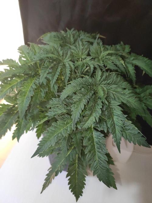 White Widow x Freakshow. Week 4