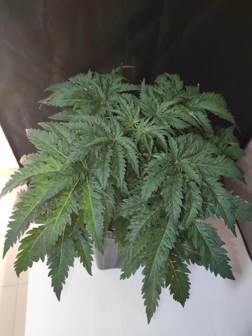 White Widow x Freakshow. Week 4