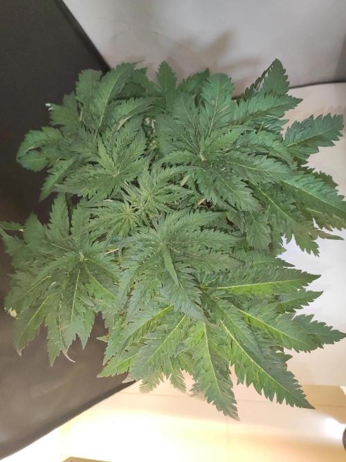 White Widow x Freakshow. Week 4