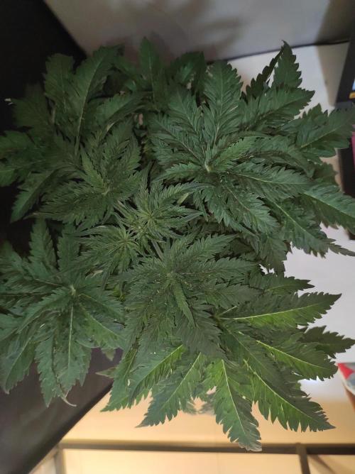 White Widow x Freakshow. Week 4