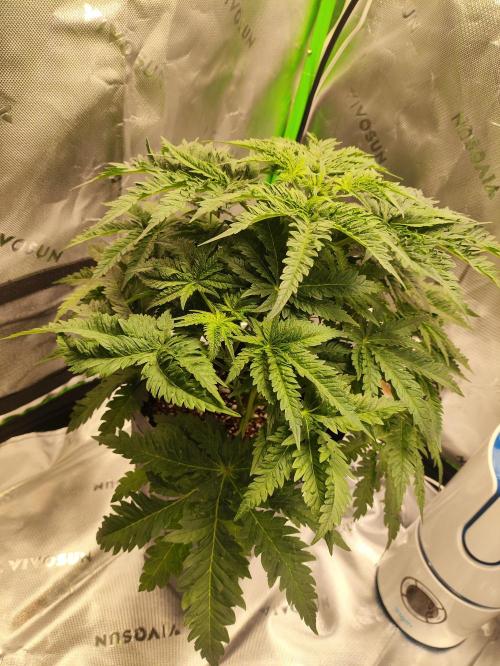 White Widow x Freakshow. Week 5