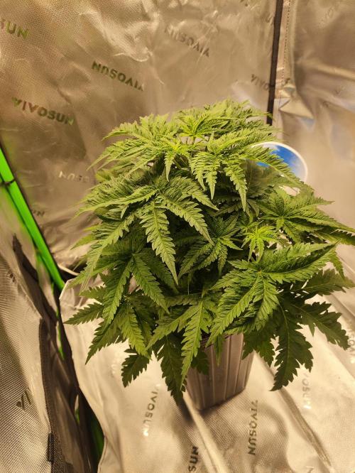 White Widow x Freakshow. Week 5