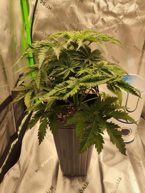 White Widow x Freakshow. Week 5