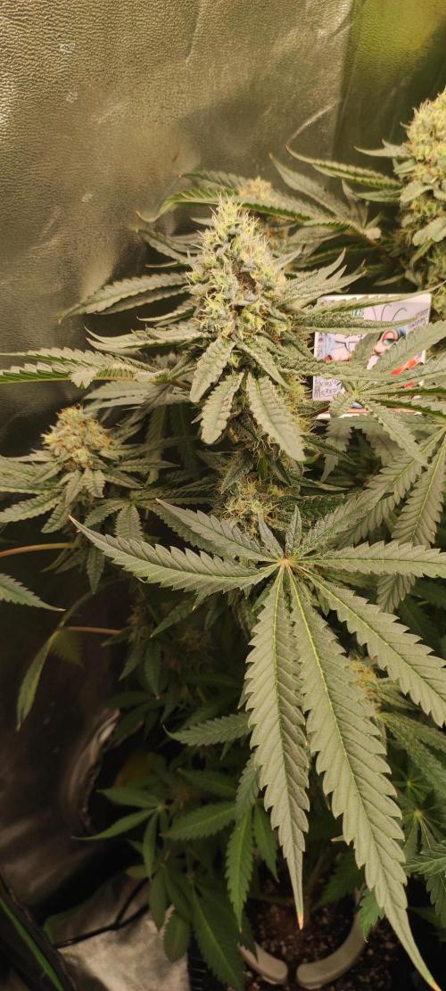 Godness Flower. Week 13