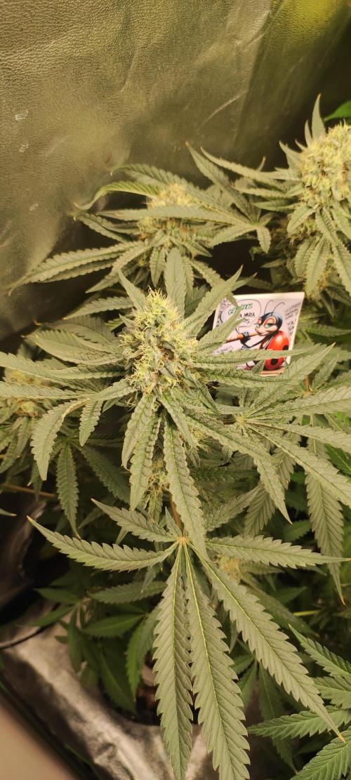 Godness Flower. Week 13