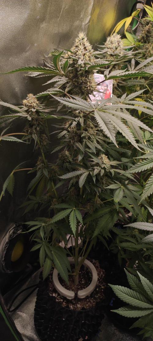 Godness Flower. Week 13