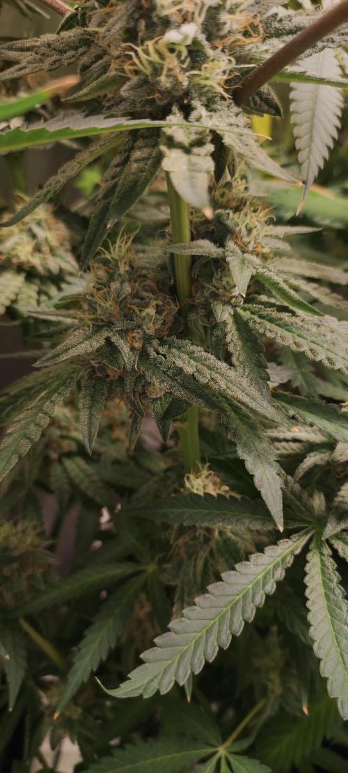 Godness Flower. Week 13