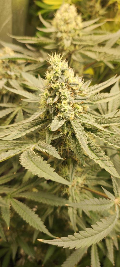 Godness Flower. Week 13