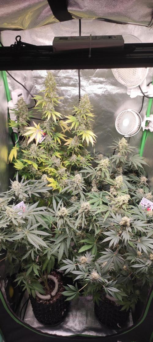 Godness Flower. Week 13