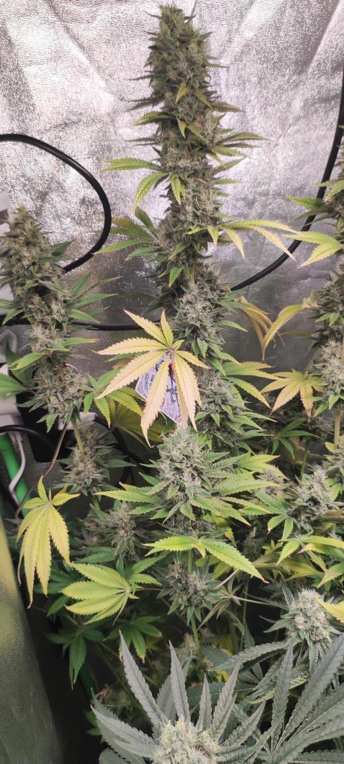 Lambeijax #2. Week 13