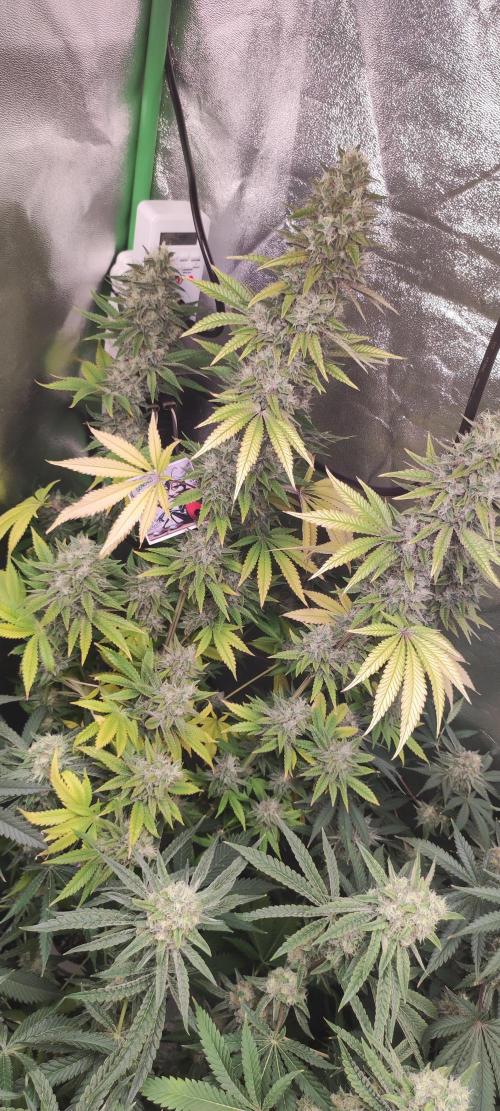 Lambeijax #2. Week 13